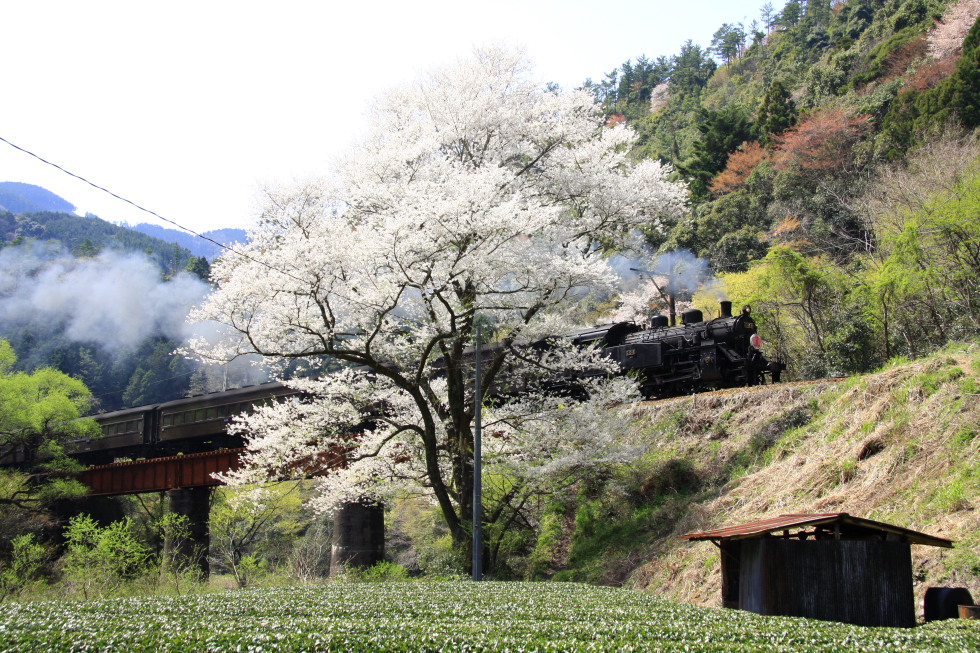桜花 - 2008年春・大井川 -_b0190710_223928.jpg