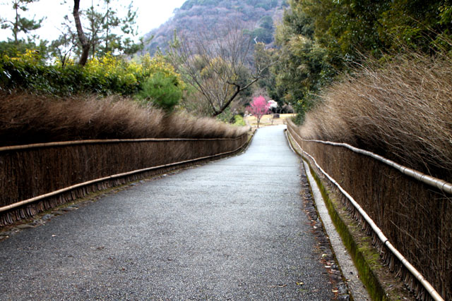 嵐山　亀山公園　絶景_e0048413_2138499.jpg