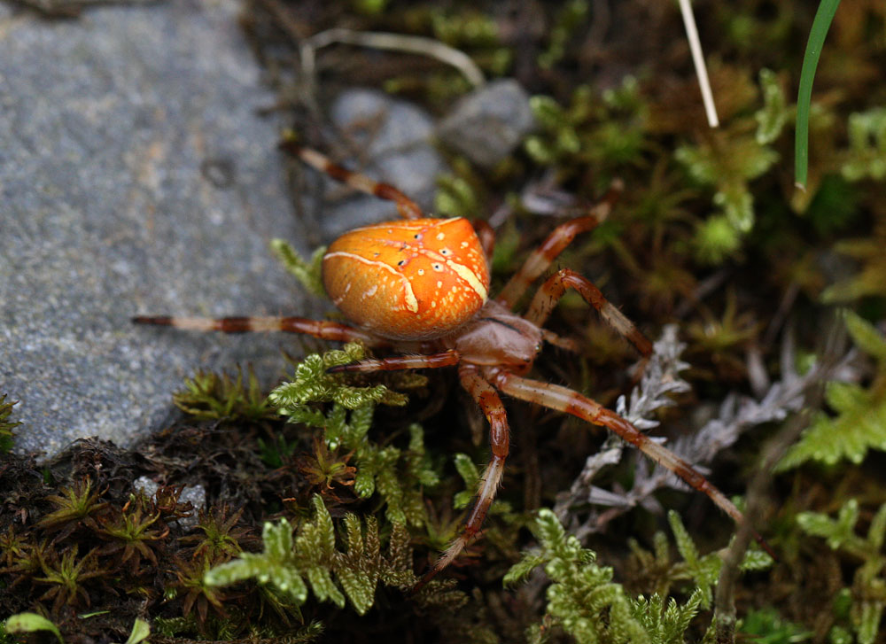f0181821_6335299.jpg
