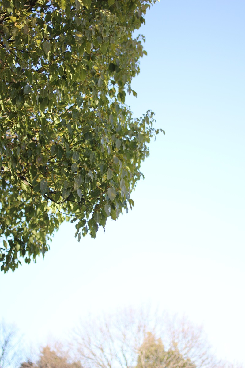 e0147641_175978.jpg