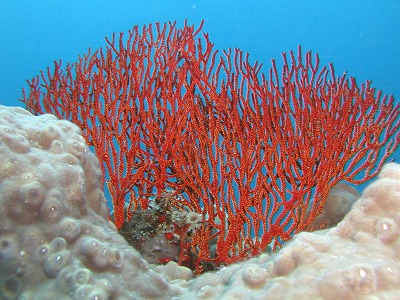 c0180460_18155783.jpg