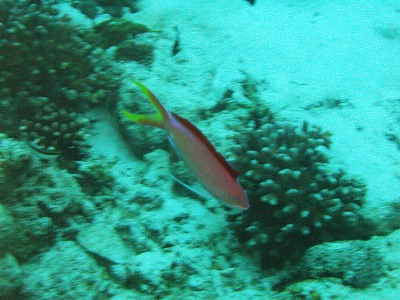 c0180460_1818201.jpg