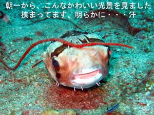ピピオーバーナイト_f0144385_2231497.jpg