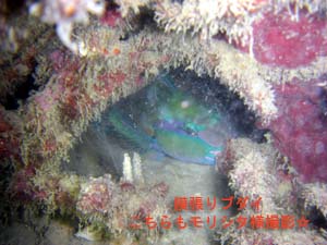 ピピオーバーナイト_f0144385_22331041.jpg