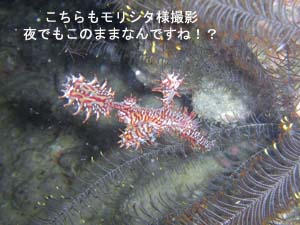 ピピオーバーナイト_f0144385_22333371.jpg