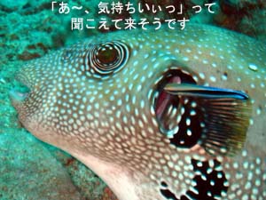 ピピオーバーナイト_f0144385_22335480.jpg