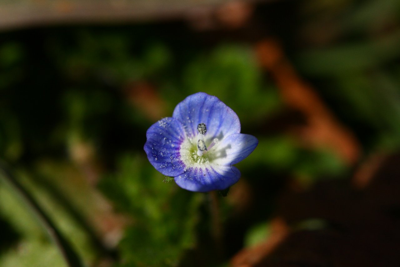 e0167295_917665.jpg