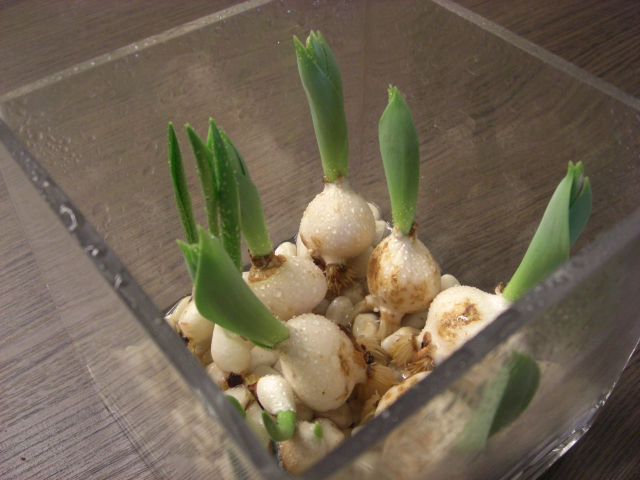 チューリップの水栽培 おかやんの花日記