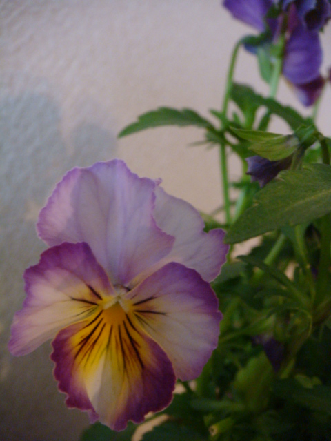 ビオラ_a0137727_13233232.jpg