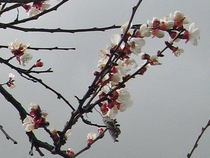 春まぢかの野菜畑_f0234936_421381.jpg