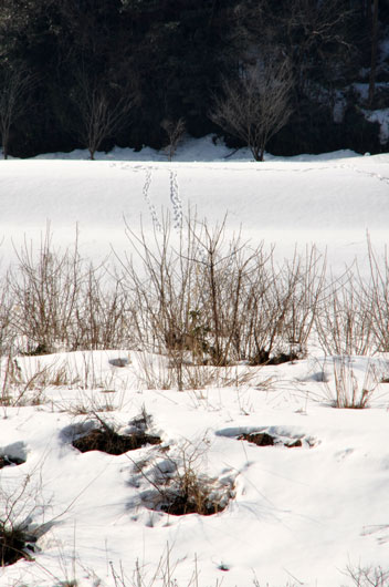 c0093046_640146.jpg