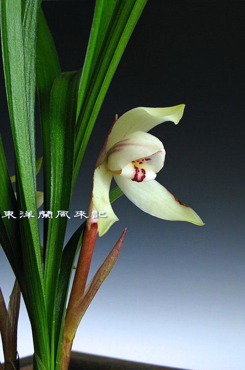 奥地蘭朶々香「天平白蘭」　　　　　　　　　　　　　　Ｎｏ．９６１_d0103457_03124.jpg