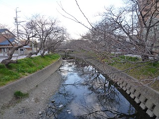 2011年岩倉市五条川桜　開花情報　3月16日(水)   _c0224379_820090.jpg