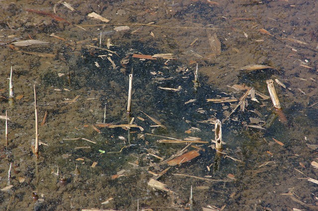 e0070891_18251738.jpg