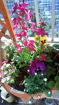 c0017505_1056979.jpg