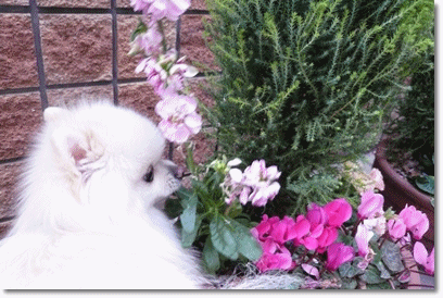 b0167519_9454274.gif