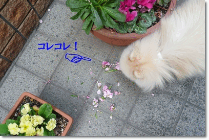b0167519_9465596.gif