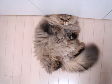 e0157129_16441916.gif
