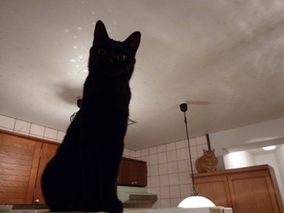 まるまるのびのび猫 しぇるろった編。_a0143140_222030.jpg