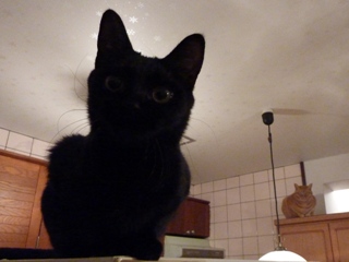 まるまるのびのび猫 しぇるろった編。_a0143140_2224888.jpg