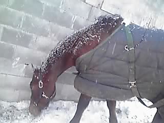 シロの凍ったあごひげ_e0145441_20592242.jpg