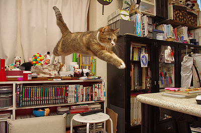 プーちゃん、スーパージャーンプ!_a0028451_21402590.jpg