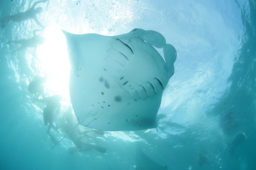 Manta Rays @ Baa Atoll / No.7_d0021952_23454130.jpg