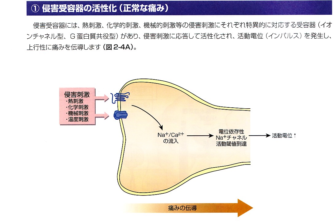 慢性痛という病的な痛み_b0052170_0354294.jpg