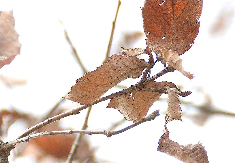 また雪が・・・_f0198771_0321528.jpg