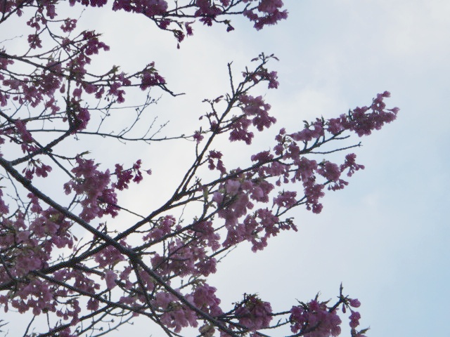 桜　ネックレス_f0137275_45285.jpg