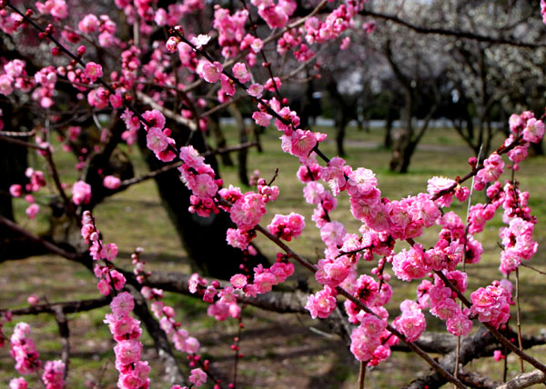 京都御苑で_e0048413_2141094.jpg