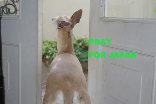pray for japan_a0197730_22262719.jpg