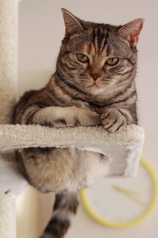 高松市瓦町 猫カフェ もふもふ 新 間違いだらけの猫カフェ選び 高松市瓦町 猫カフェ もふもふ 新 間違いだらけの猫カフェ選び
