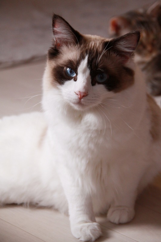 高松市瓦町 猫カフェ もふもふ 新 間違いだらけの猫カフェ選び 高松市瓦町 猫カフェ もふもふ 新 間違いだらけの猫カフェ選び