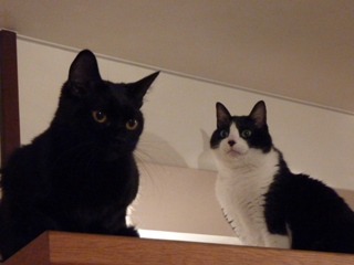 たかいところ猫 空ろった編。_a0143140_2363243.jpg