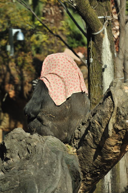 久しぶりの動物園_c0081462_20581088.jpg