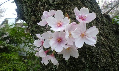 c0151762_16302839.jpg