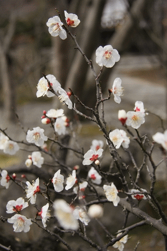 京都　勧修寺_c0196076_15482755.gif