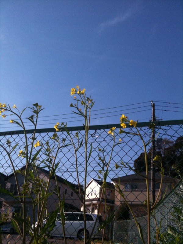青い空_a0191183_1964271.jpg