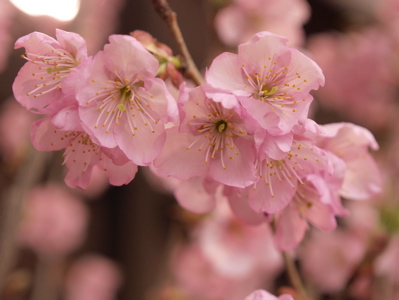 桜アイス_f0232994_305225.jpg