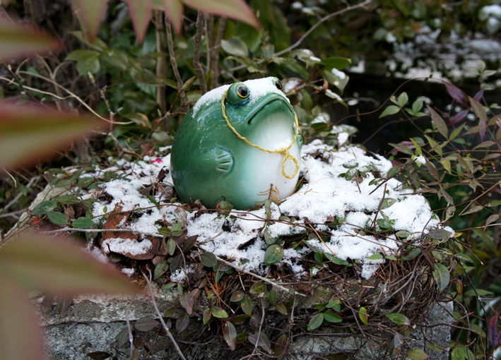 枯れ木に花_b0145296_7215038.jpg