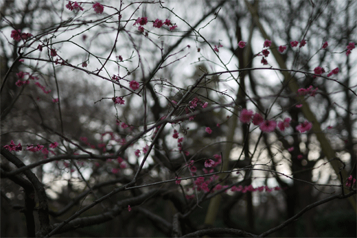 e0205625_1103117.gif