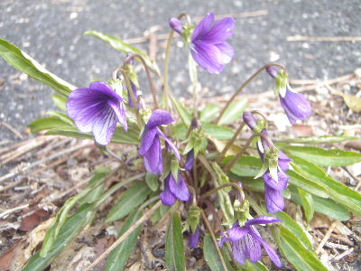 a0054240_2141306.jpg