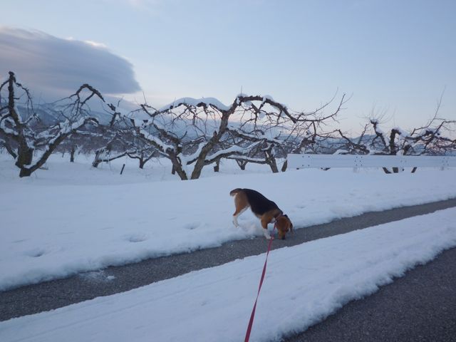 愛犬は 只今ヒート中_c0190940_20191446.jpg