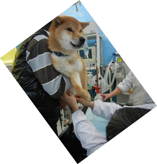 3月19日(土)悲しいお知らせ。_f0060461_2218318.jpg