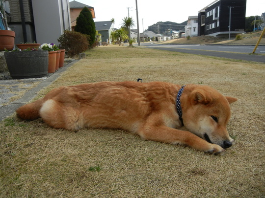 3月19日(土)悲しいお知らせ。_f0060461_2222648.jpg