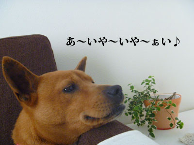f0238772_2031812.jpg