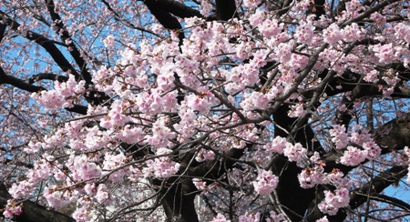 早咲きの桜_e0148373_21554815.jpg