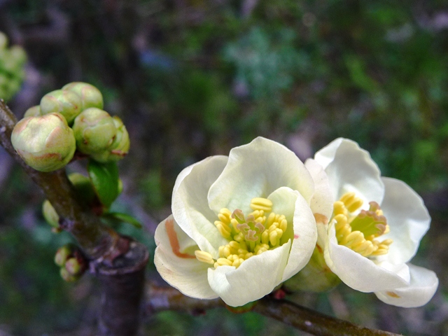 ジンチョウゲと木瓜の花_d0042474_3265414.jpg