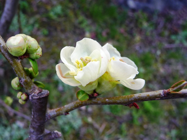 ジンチョウゲと木瓜の花_d0042474_327282.jpg